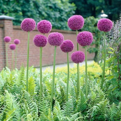 Βολβοί Allium Giganteum Βολβοί Allium Giganteum