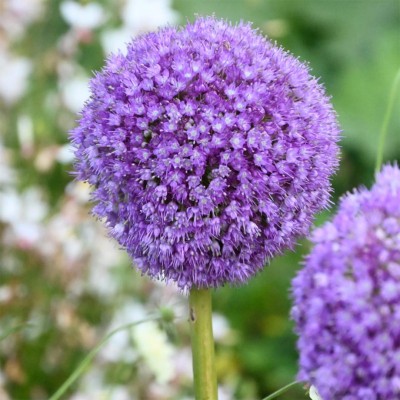 Βολβοί Allium Giganteum Βολβοί Allium Giganteum