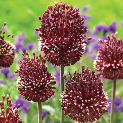 Βολβοί Allium Red Mohican Βολβοί Allium Red Mohican