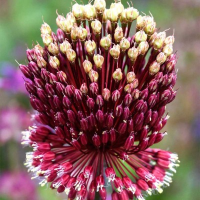 Βολβοί Allium Red Mohican Βολβοί Allium Red Mohican