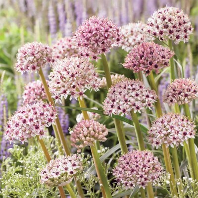 Βολβοί Allium Silver Spring Βολβοί Allium Silver Spring