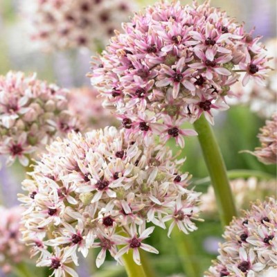 Βολβοί Allium Silver Spring Βολβοί Allium Silver Spring