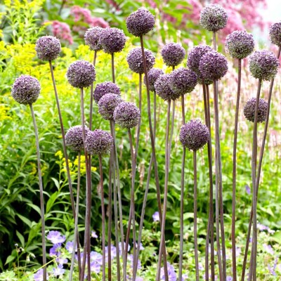 Βολβοί Allium Summer Drummer Βολβοί Allium Summer Drummer