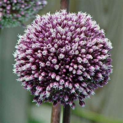 Βολβοί Allium Summer Drummer Βολβοί Allium Summer Drummer