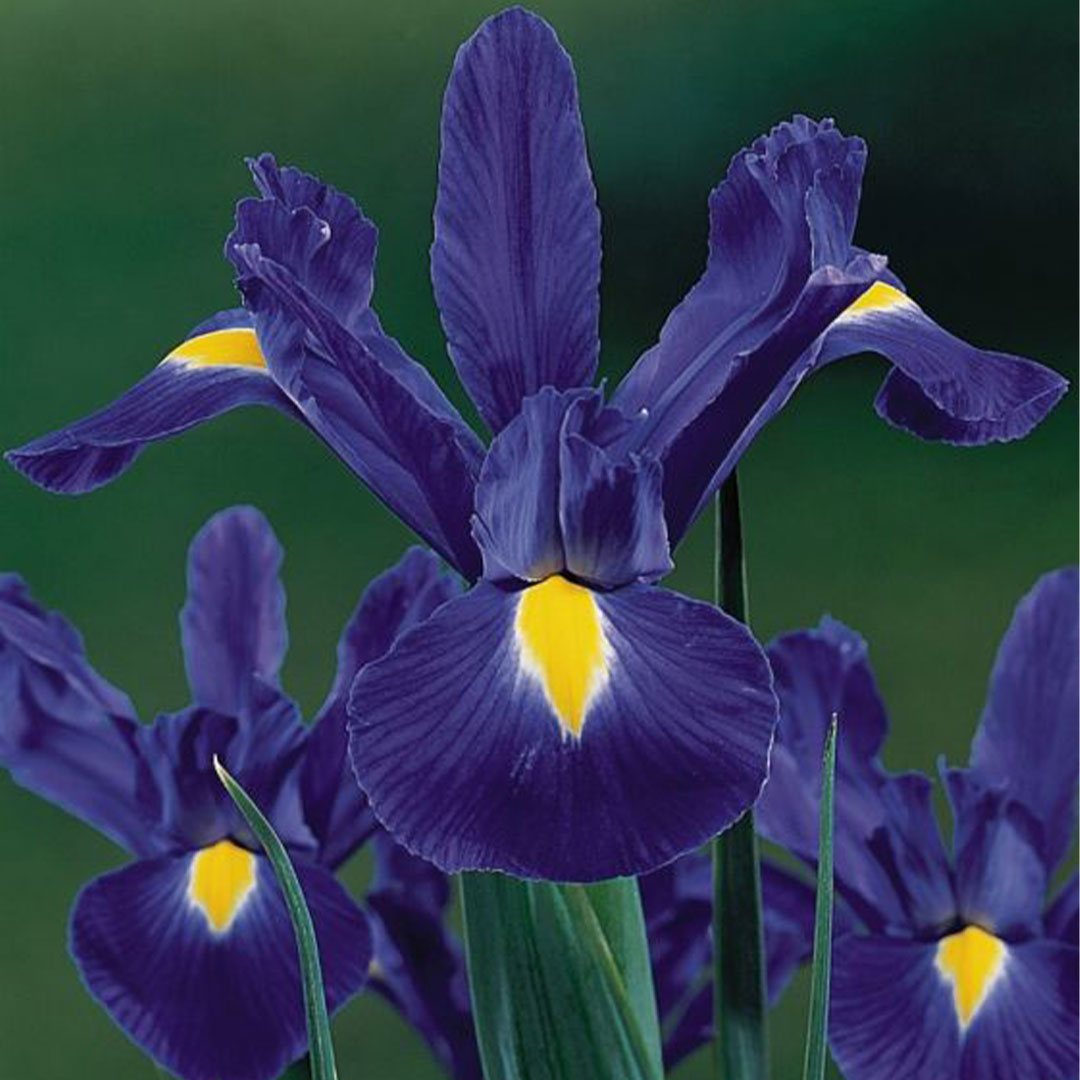 Βολβοί Ίριδας Blue Magic Βολβοί Ίριδας Blue Magic