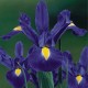 Βολβοί Ίριδας Blue Magic Βολβοί Ίριδας Blue Magic