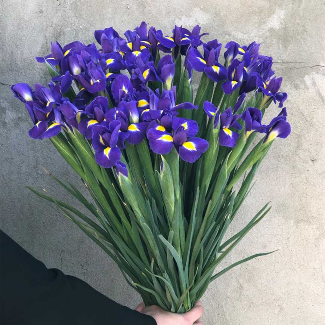 Βολβοί Ίριδας Blue Magic Βολβοί Ίριδας Blue Magic