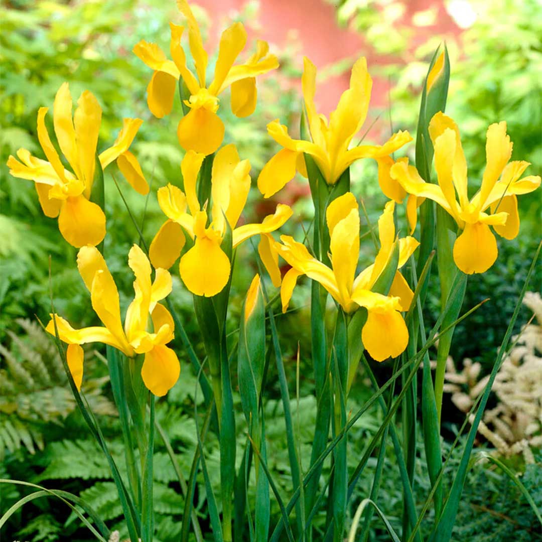 Βολβοί Ίριδας Golden Harvest Βολβοί Ίριδας Golden Harvest