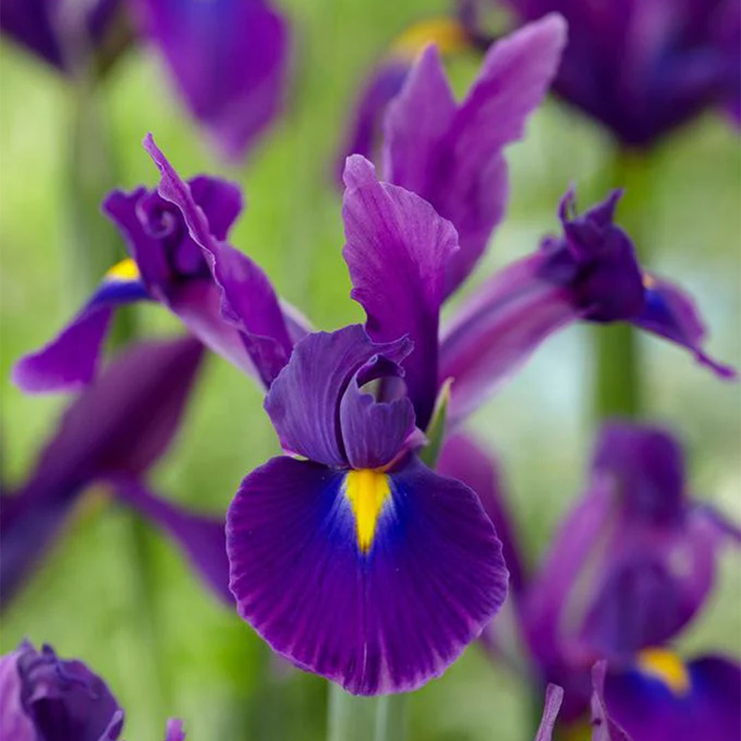 Βολβοί Ίριδας Valentine Βολβοί Ίριδας Valentine