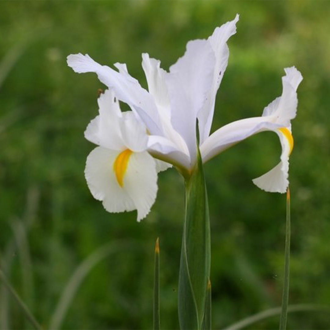 Βολβοί Ίριδας White Magic Βολβοί Ίριδας White Magic