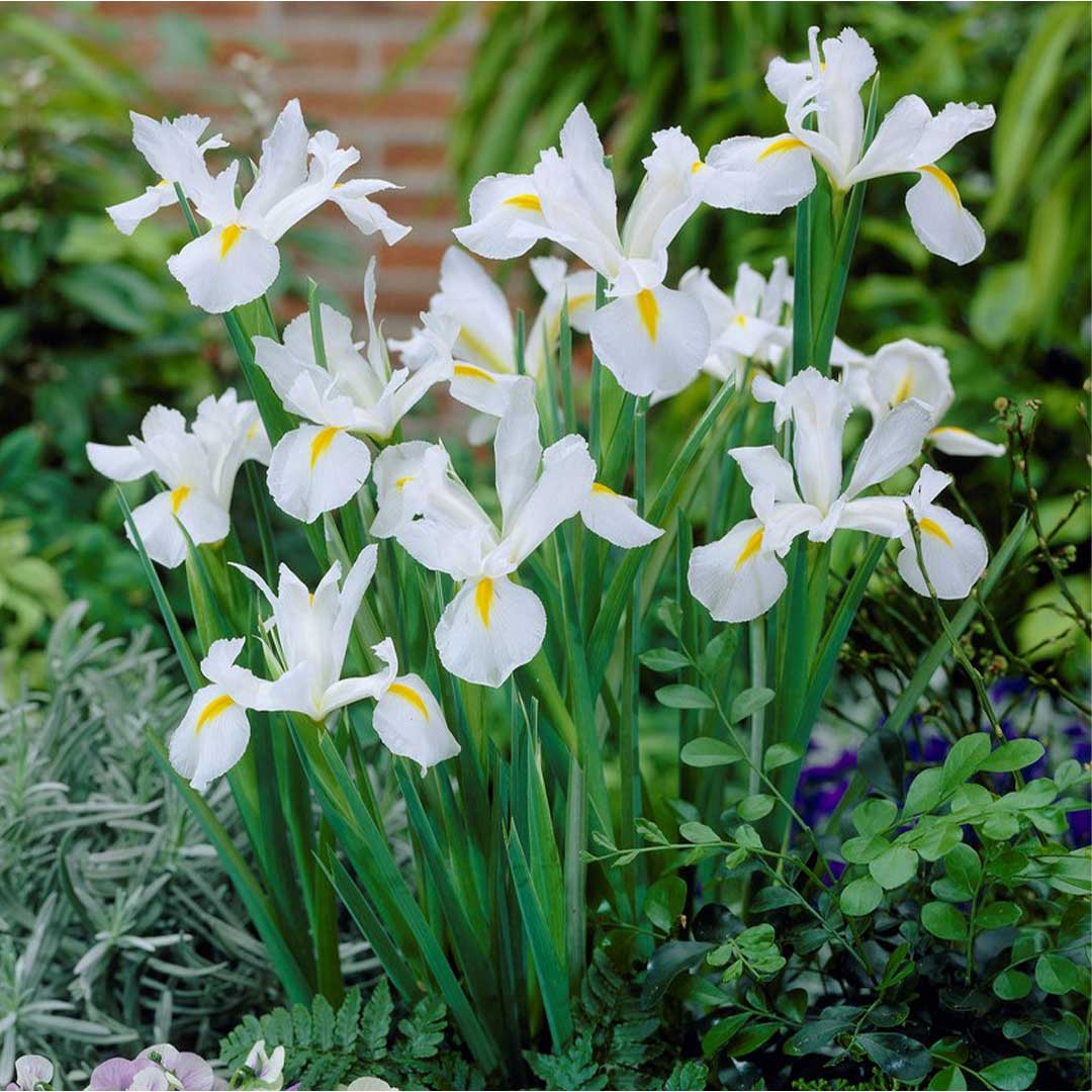 Βολβοί Ίριδας White Magic Βολβοί Ίριδας White Magic