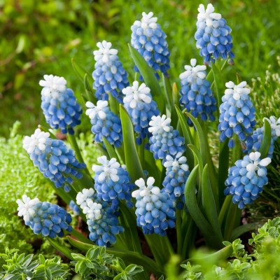 Βολβοί Muscari Mount Hood Βολβοί Muscari Mount Hood