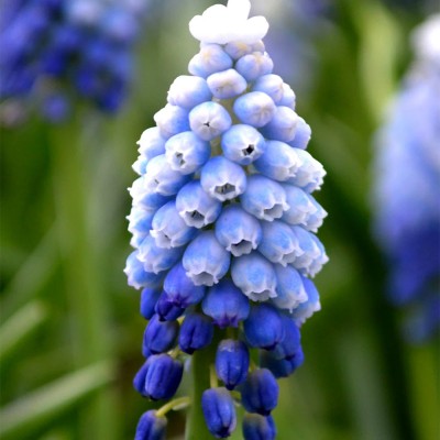 Βολβοί Muscari Mount Hood Βολβοί Muscari Mount Hood
