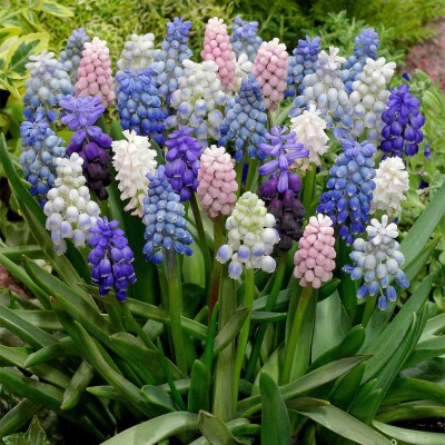 Βολβοί Muscari Pastel Mixed