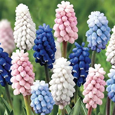 Βολβοί Muscari Pastel Mixed