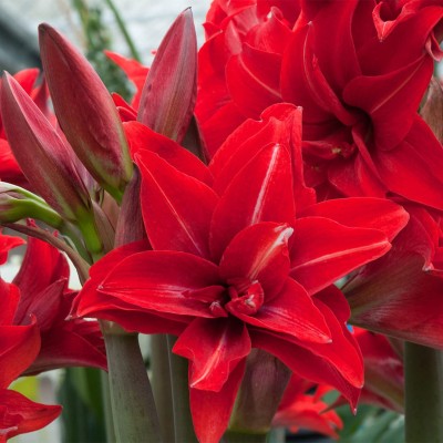 Βολβοί Αμαρυλλιδα Double Dragon